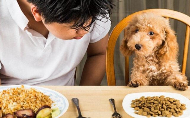 Hướng dẫn chọn thức ăn hạt phù hợp cho chó