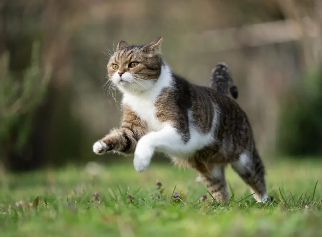 Mèo bị stress do thay đổi môi trường sống, thu mình trong góc nhà và tỏ vẻ lo lắng.