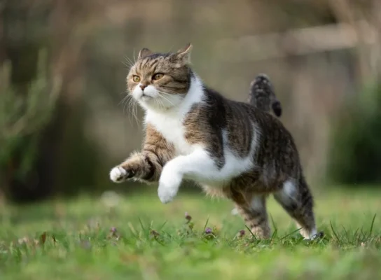 Mèo bị stress do thay đổi môi trường sống, thu mình trong góc nhà và tỏ vẻ lo lắng.