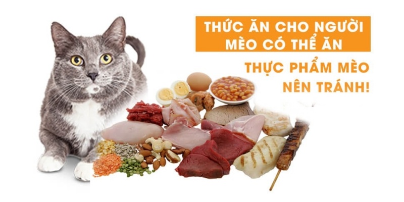 Hạt Cho Mèo Biếng Ăn